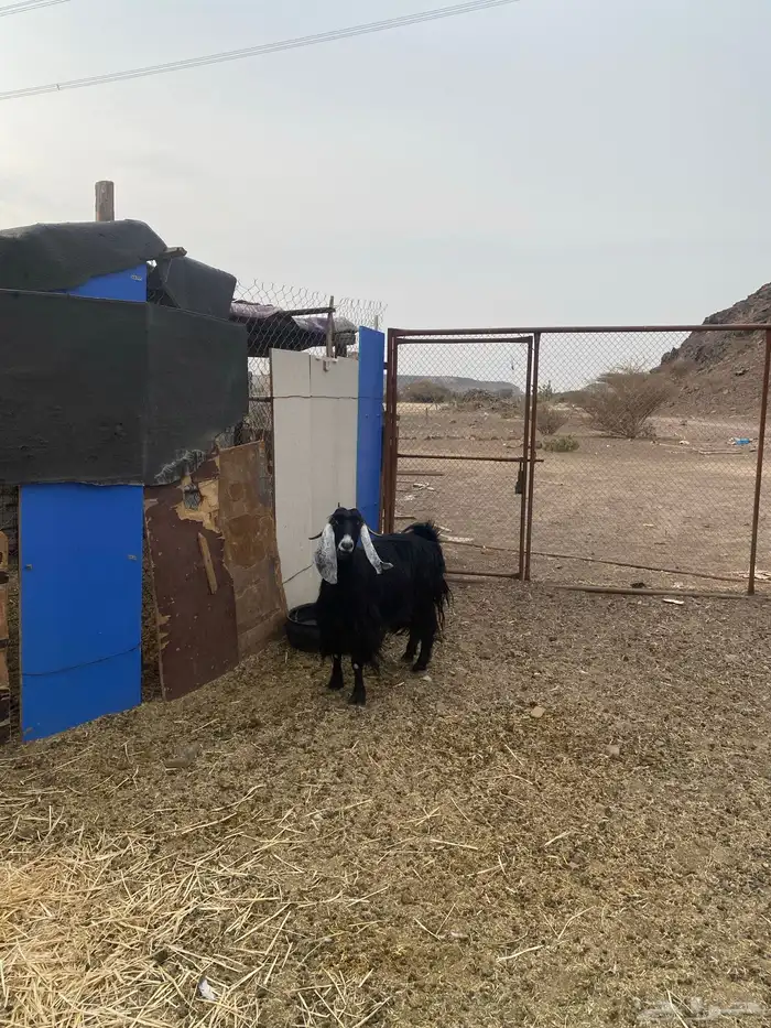 عنز للبيع مضرع 3