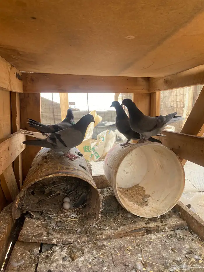 حمام قطايف (ازرق) 4