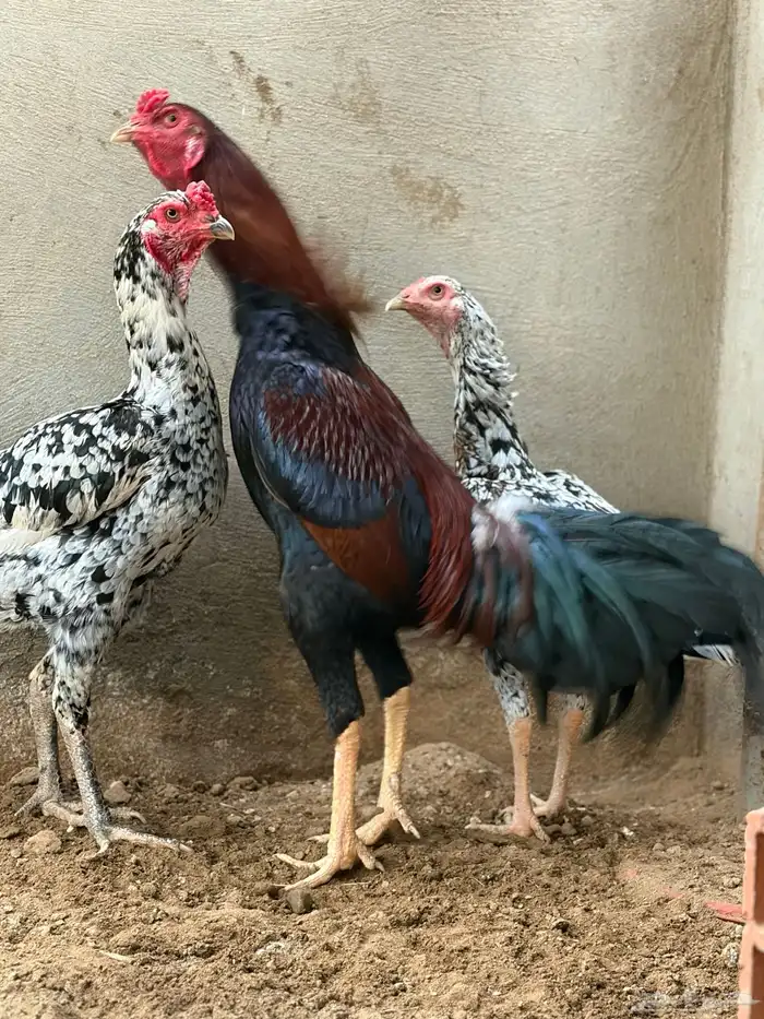 دجاج سندي من حلال العم غبشان 0