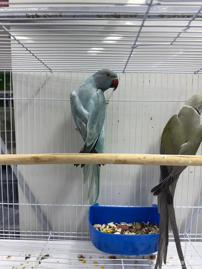 دره هولندي 3