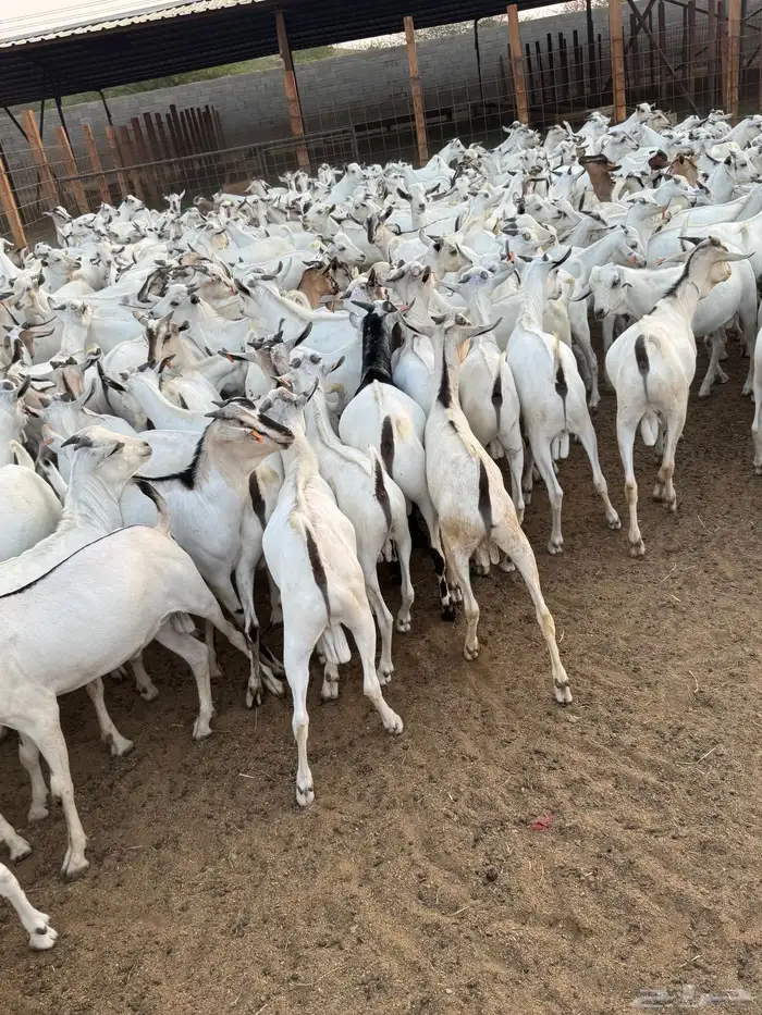 تيوس مربى شبية البيشي 2