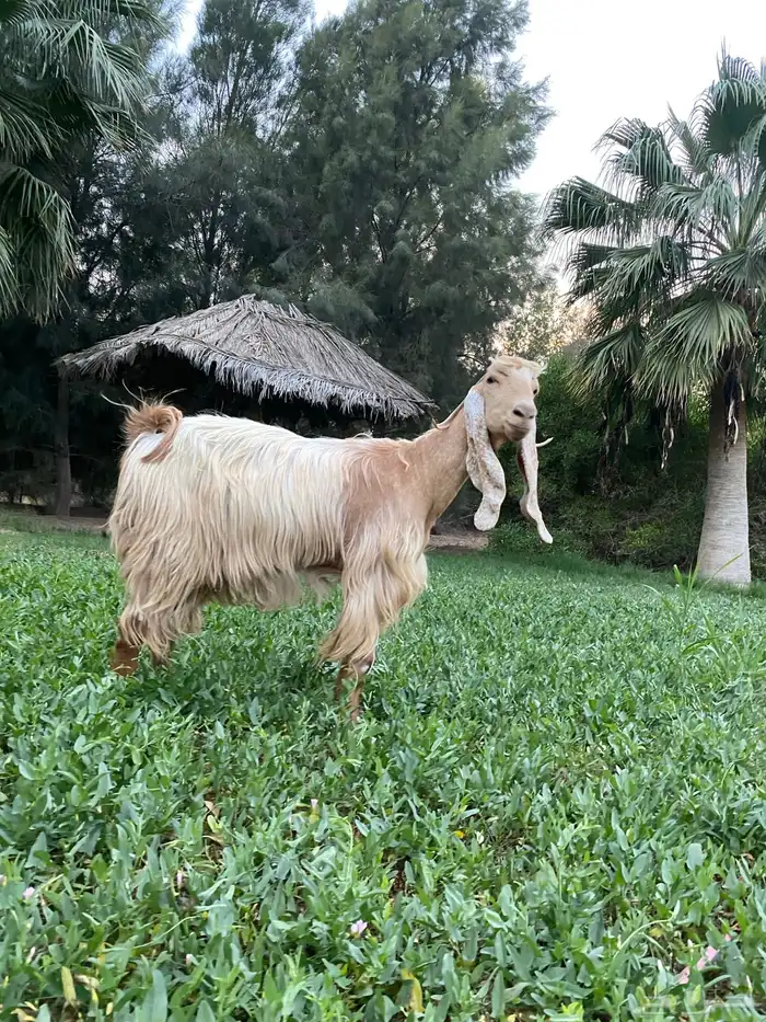 عنز عارضية صفراء خصم صنف 3