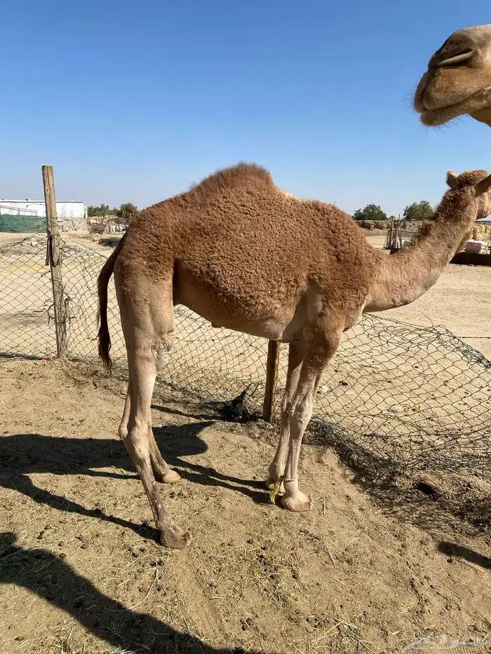 ما شاء الله تبارك الله قعود 5