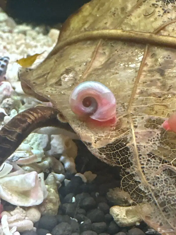 حلزون رامشورن 0