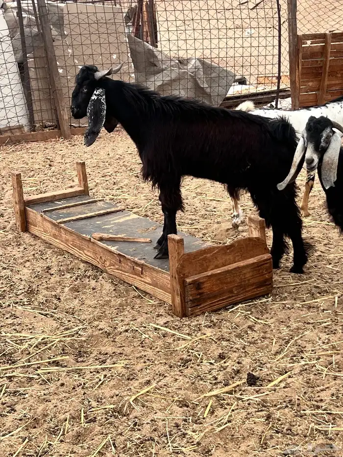 تيوس عوارض ذبايح 6