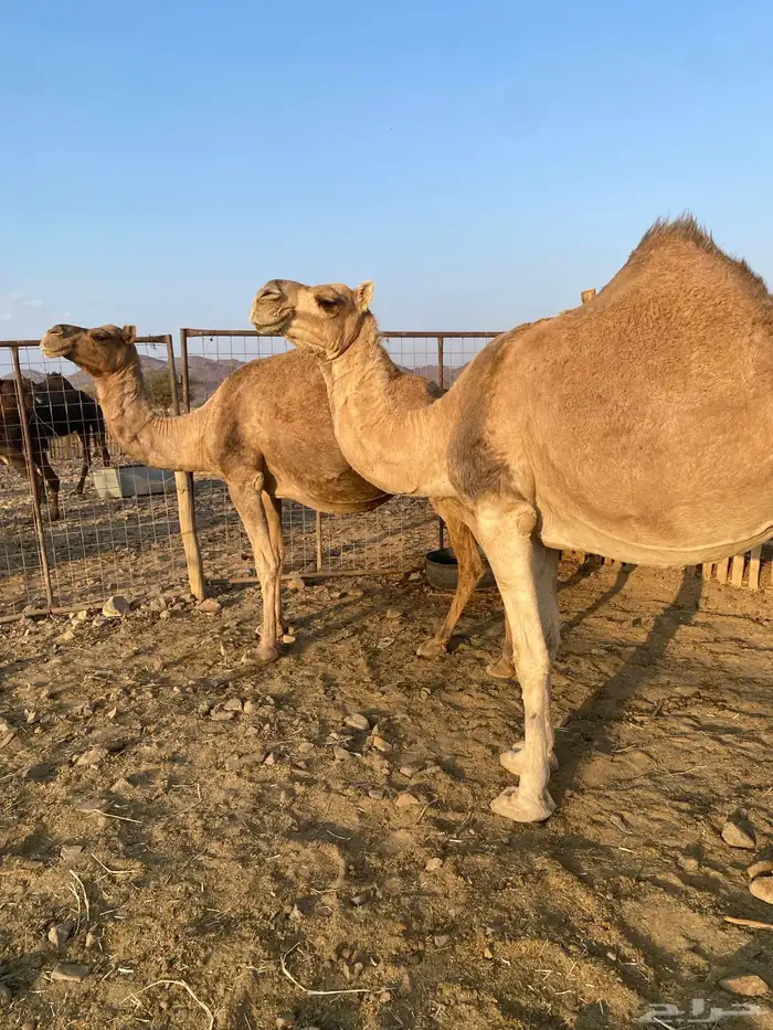 لقحات نياق مراح واحد وسم واحد ملاقي الحد من6800 0