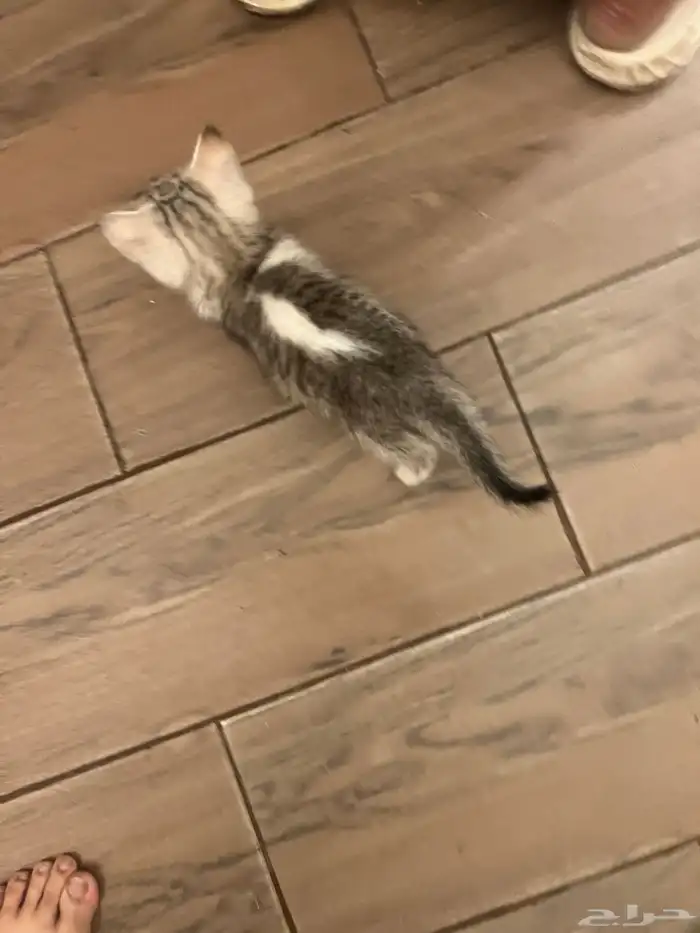 كتن شيرازي قطط للبيع مو للتبني هجين برتش 15