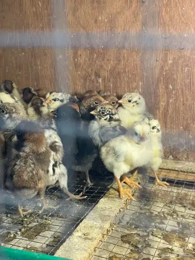 صوص بلدي فيومي شبابي جامبو index