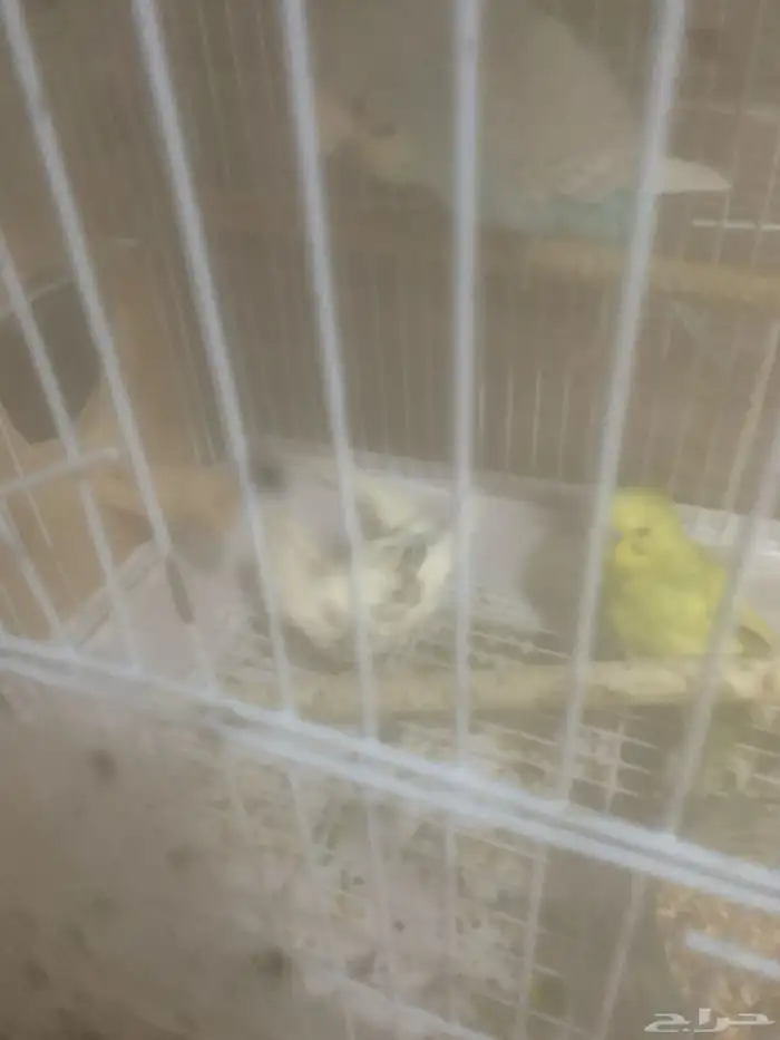 عصافير جوز 1