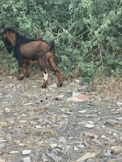 تيس قزم للبيع index