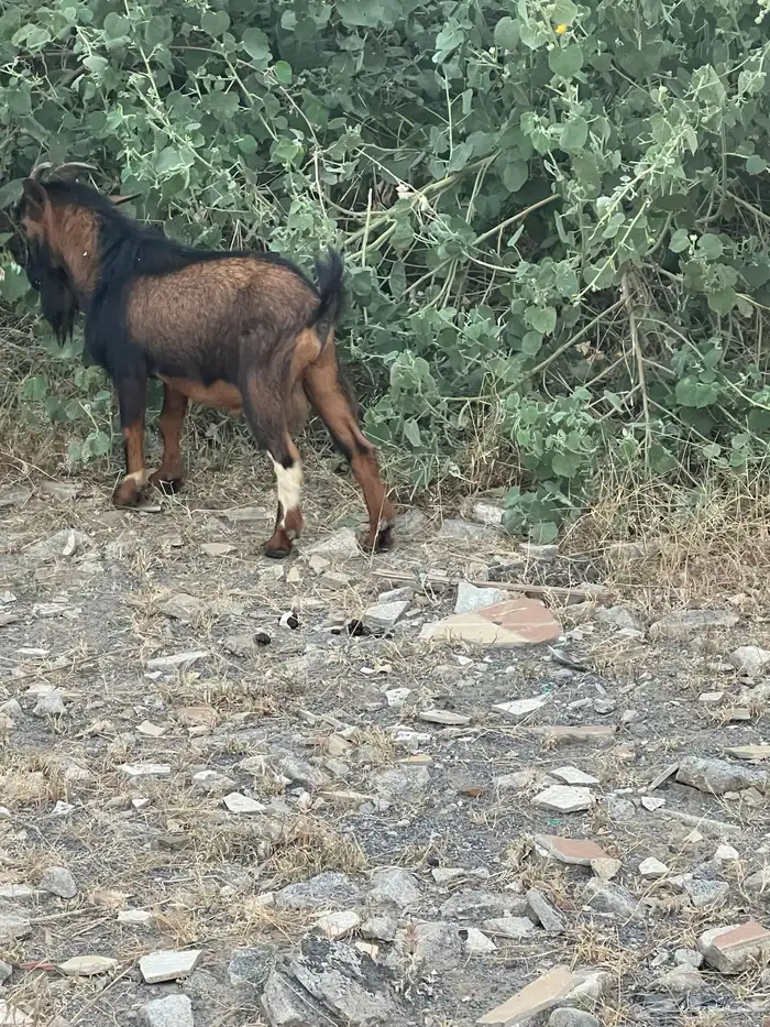 تيس قزم للبيع 2