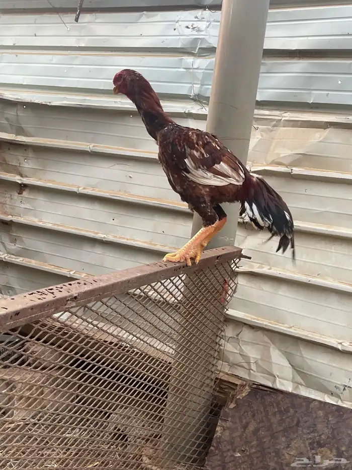 ديك باكستاني 1