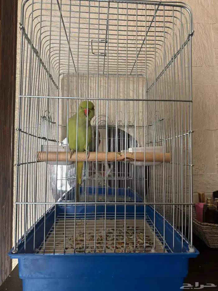 بغبغاء للبيع 0