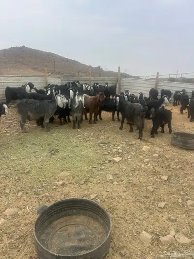 معزا للبيع index