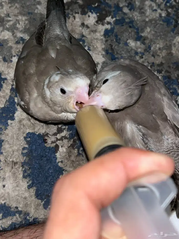 فروخ كروان 1