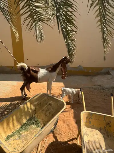 للبيع ماعز هولنديه صنف وجرم معها جفرتين index