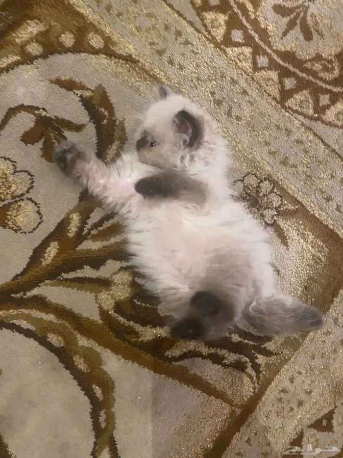 كتن هملايا 50 يوم 0