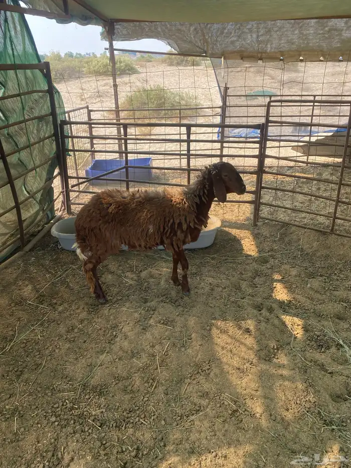 عنز متوم وجذعه مهجنه 8