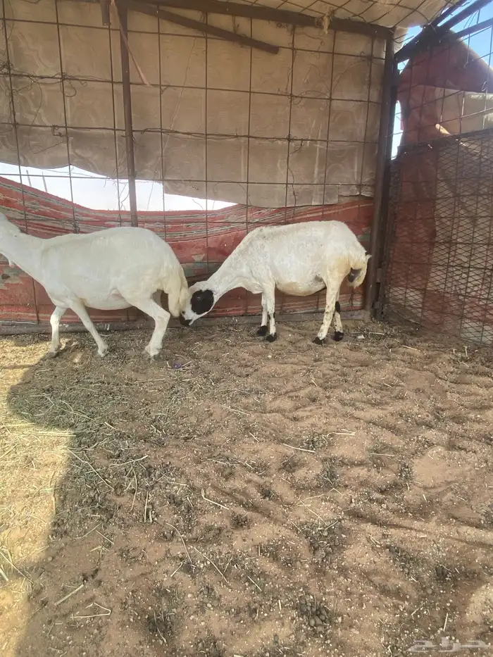 رفيديات دفيع 0