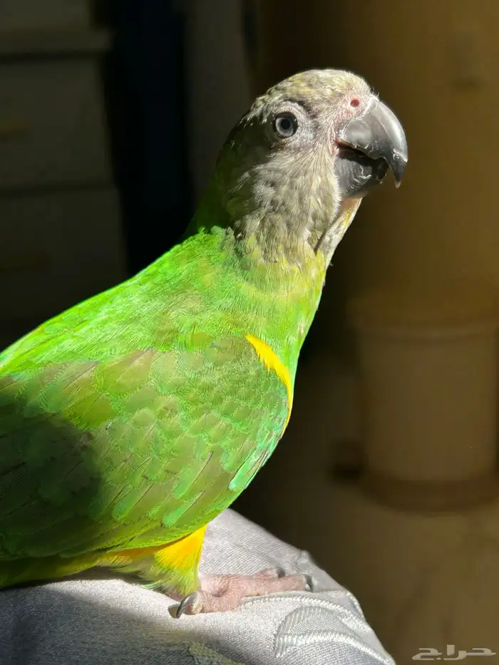 ببغاء سنغالي 1