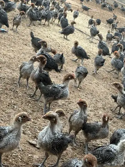 صوص دجاج فيومي دم صافي index