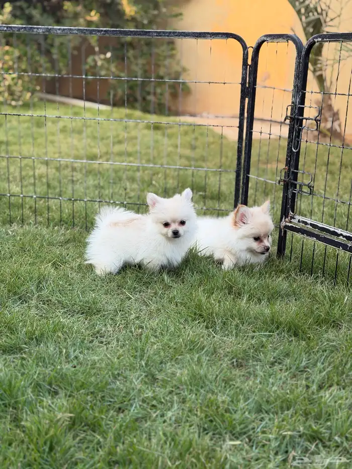 جراء بومرينيان سبيتز 9