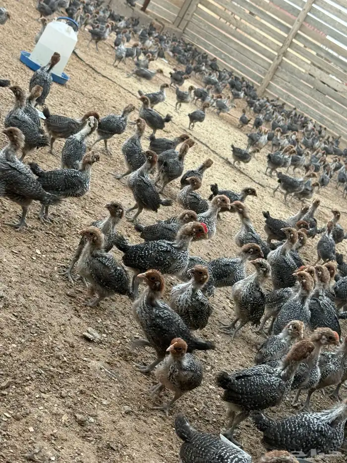 صوص دجاج فيومي دم صافي 2