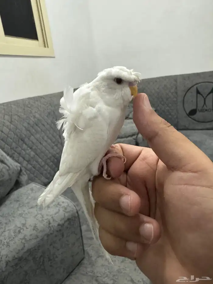 فرخ كرست هوقو اليف 2