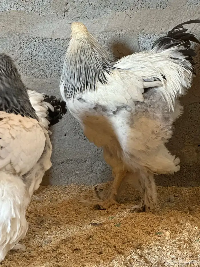 للبيع طقم دجاج براهما كولمبي كونك فاخر 0