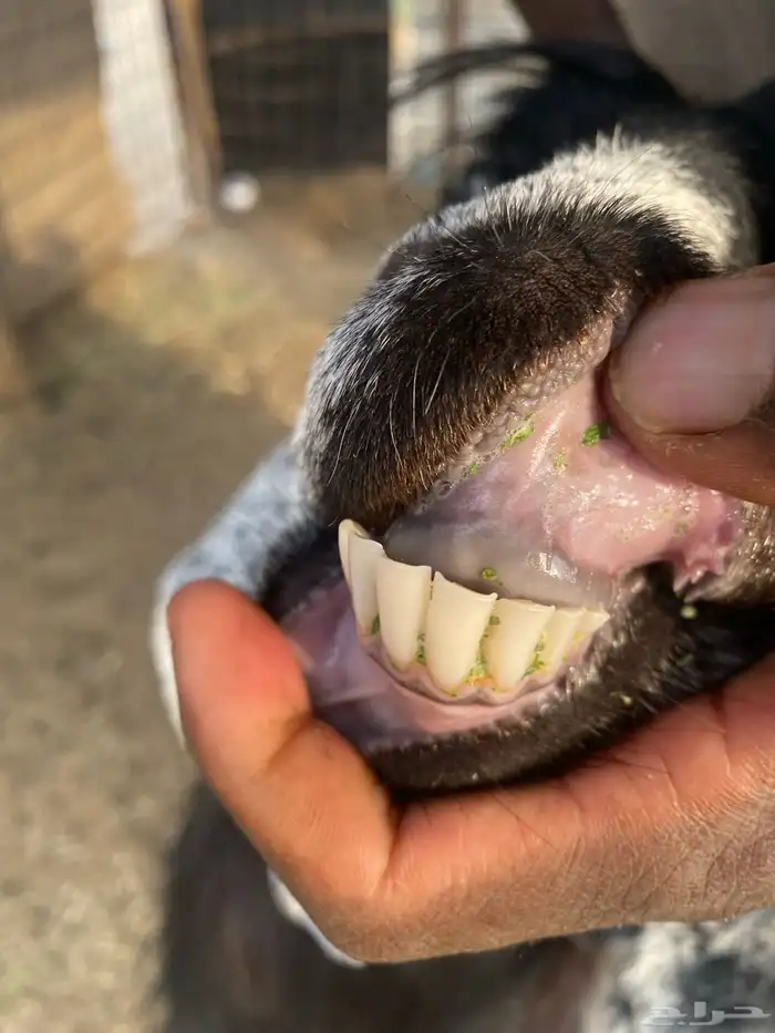 عنز للبيع مضرع 1