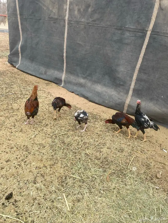 ديوك باكستاني 1