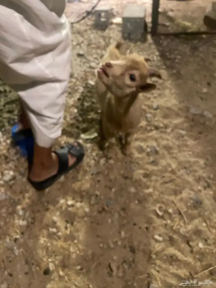 ماعز قزام مع حفرتين قزام 2
