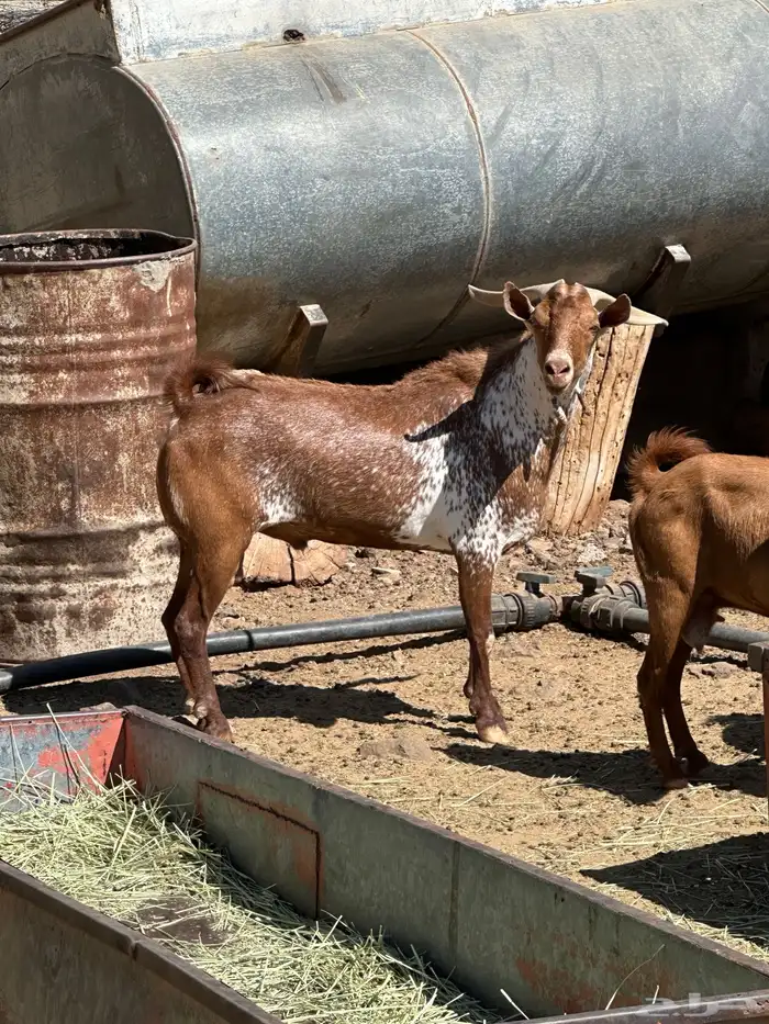 تيس ادهم فحل ومنتج طول وجبر السن ثني مشروط من كل العيوب 2