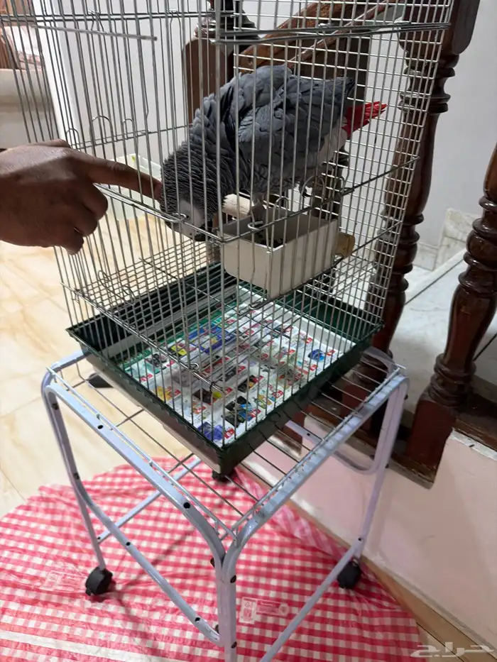 للبيع كاسكو 2