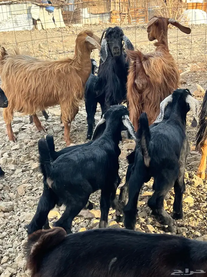 معزا مولده 2