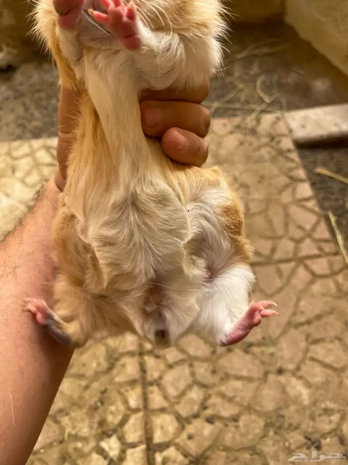 وبرة نظيفة وبشعر كثيف (أمريكي- فرنسي- بلدي) 8