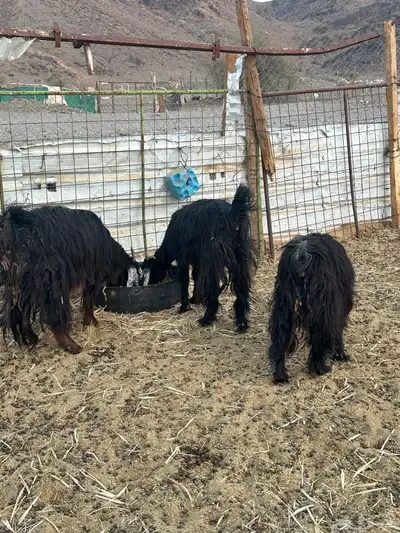 معزى عارضيه index