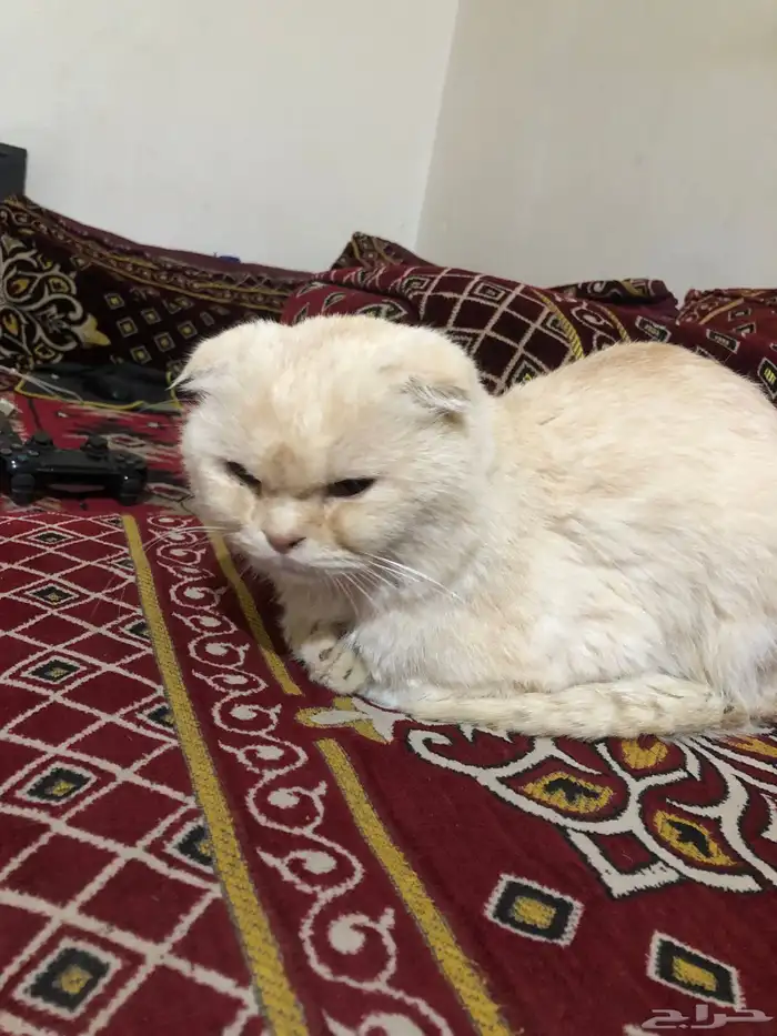 قطو ضايع في بقيق الي يعرف صاحبه يتواصل معي 3