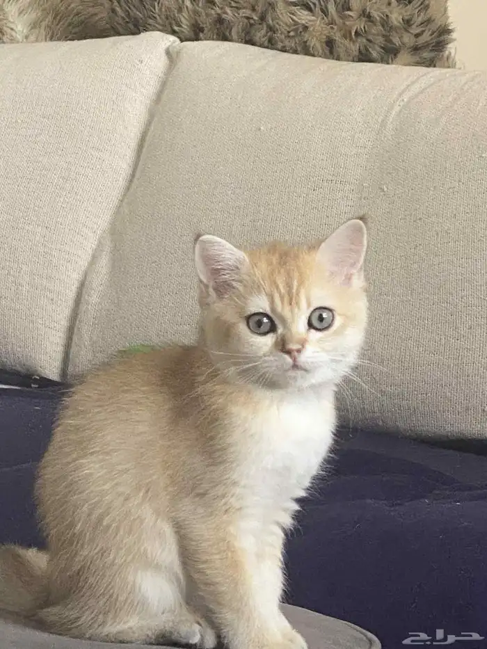 قطه سكوتش ستريت Scottish straight 0