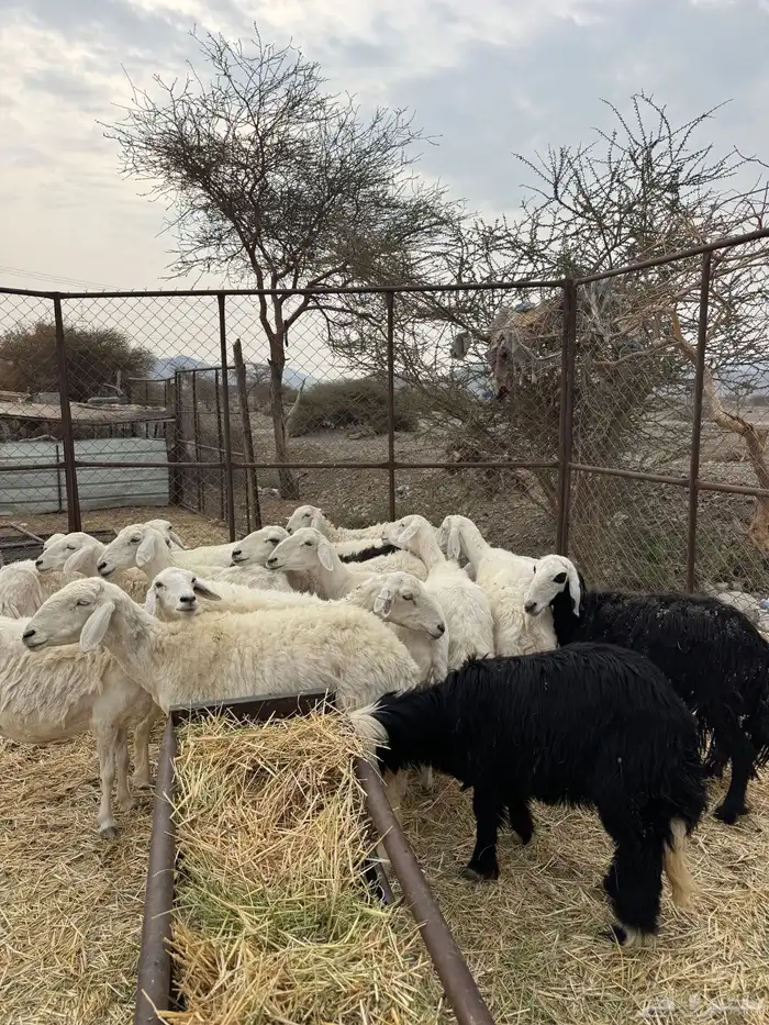 ضان ورخال حبص سرحة الحد 850 الي شرا الله يبارك له 2