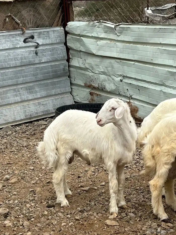 طليان فيها 4 رخال فقط العدد 13 0