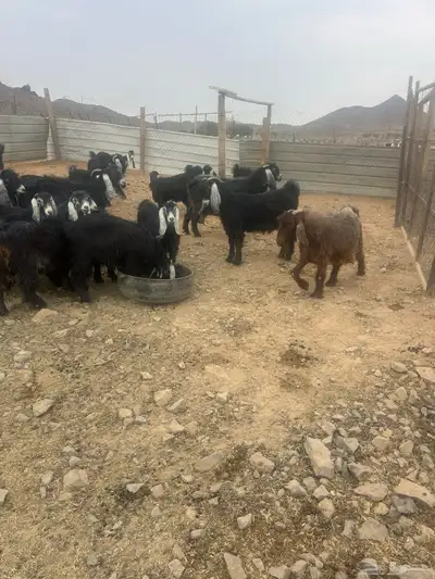 معزا للبيع index