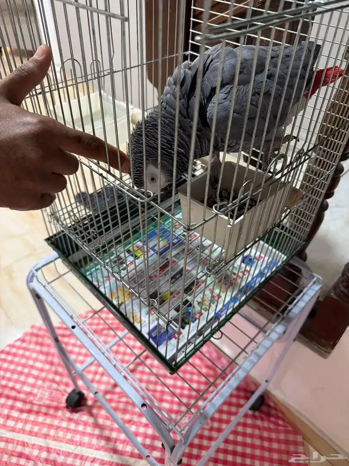 للبيع كاسكو 3