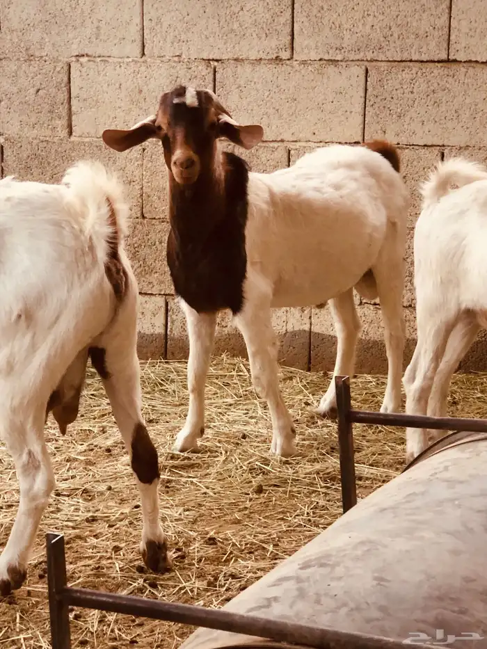 تيوس بورقت هجين عدد اثنين 2