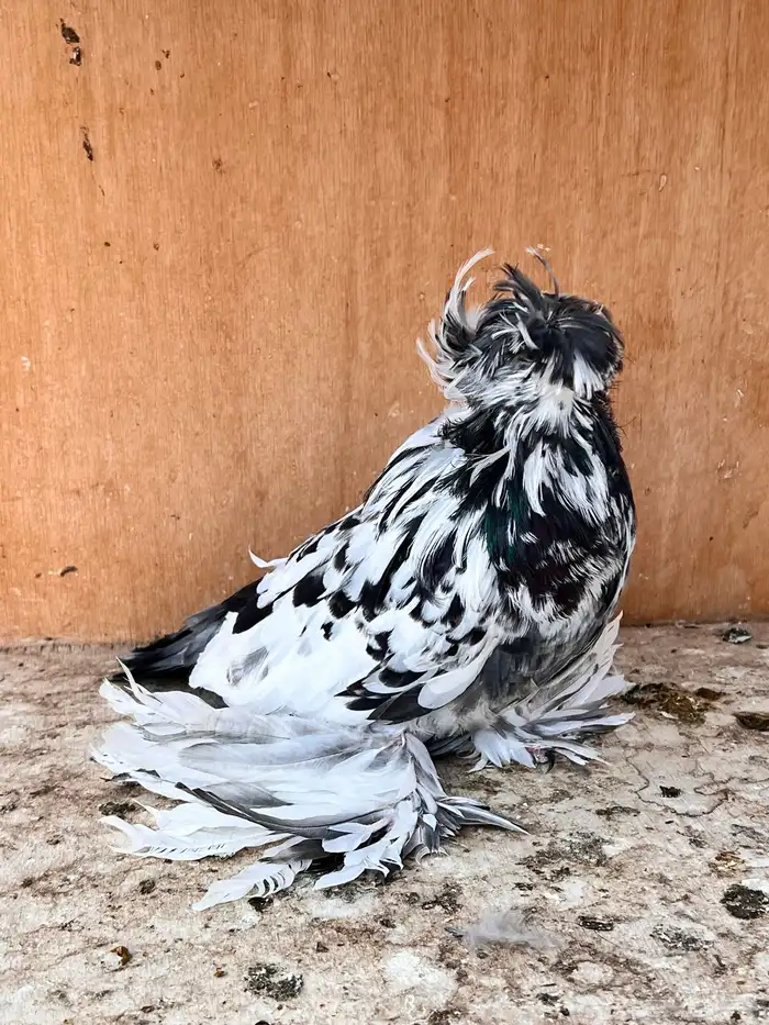 طبه بخارة سبلاش وتايقر 13