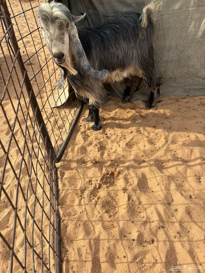 تيس جذع فحل ع الشرط وتوه مستهد 0