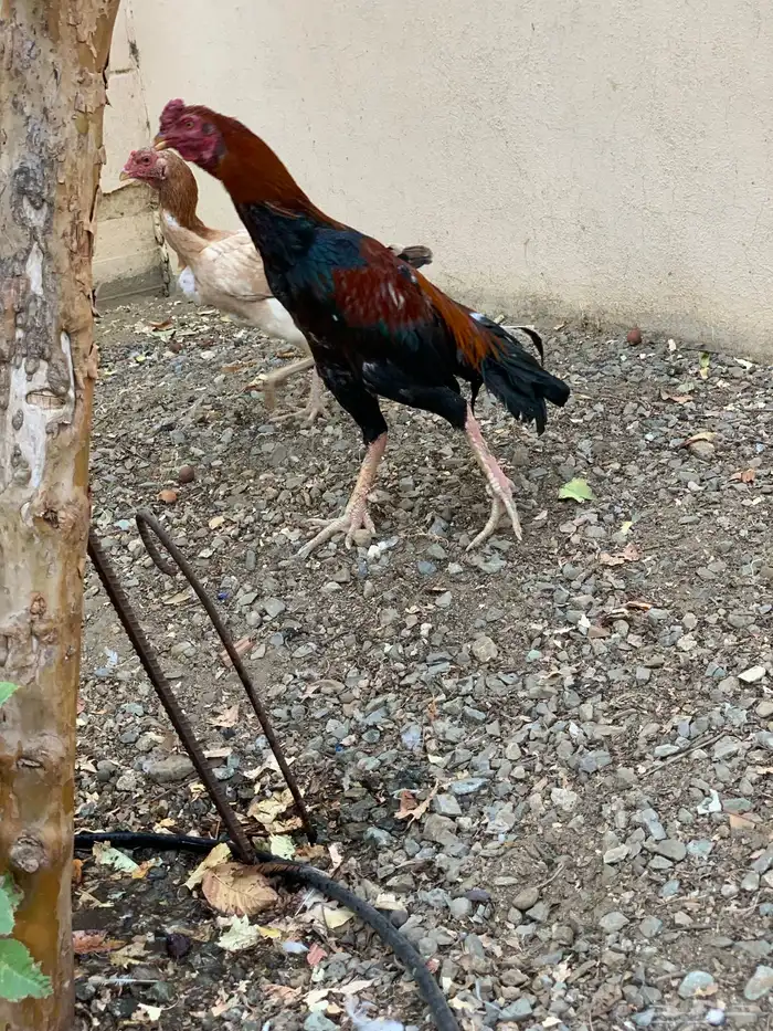 ديك ودجاجه باكستانيه 2