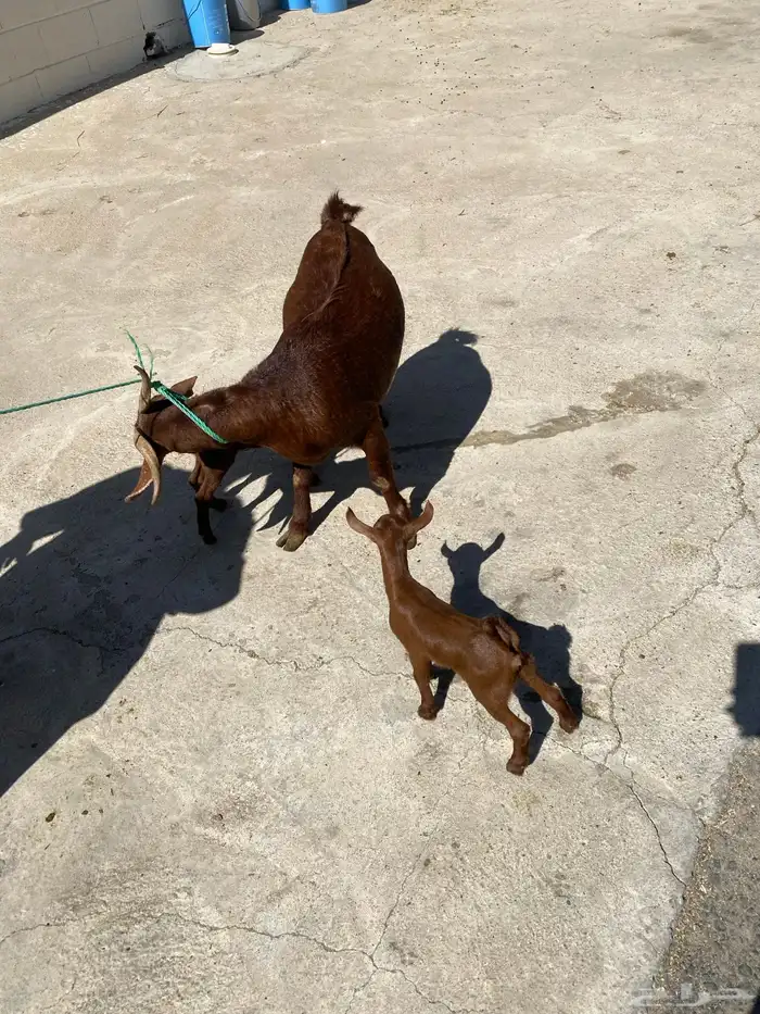 للبيع مع صغارها اعمارهم اسبوع 6