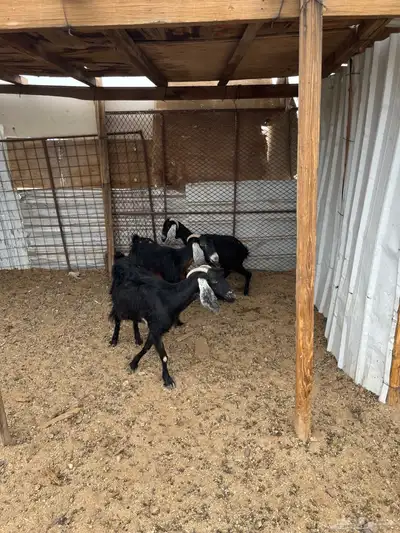 ثلاث معزا من 400الوحده index