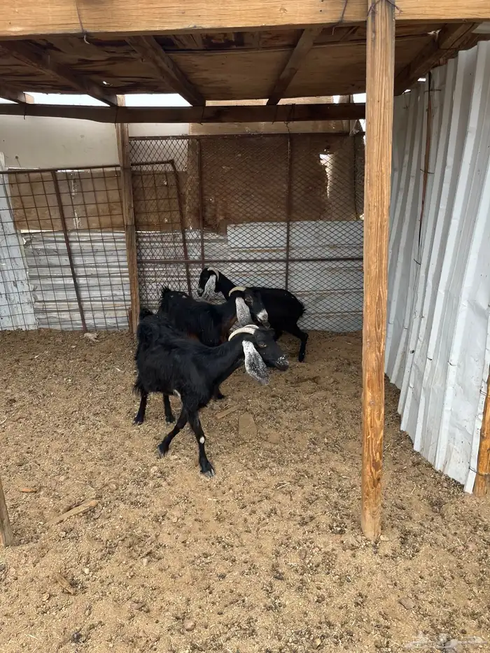 ثلاث معزا من 400الوحده 0